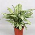 Aglaonema 'Silver Queen Compact'