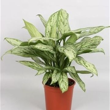 Aglaonema 'Silver Queen Compact'