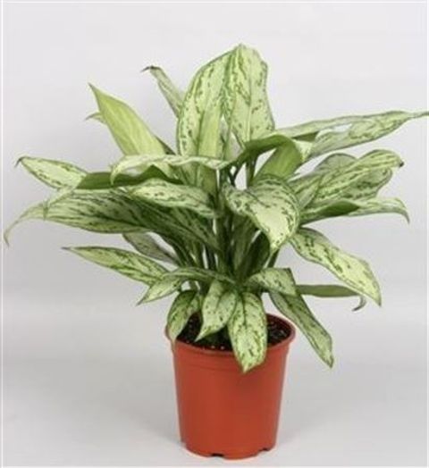 Aglaonema 'Silver Queen Compact'