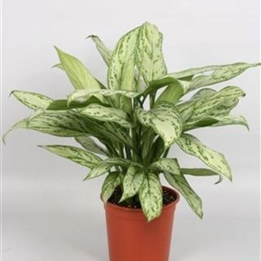 Aglaonema 'Silver Queen Compact'