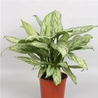 Aglaonema 'Silver Queen Compact'