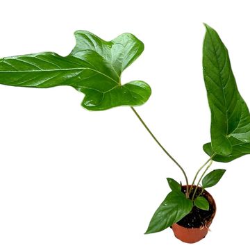 Anthurium pedatum x pedatum