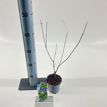 Acer palmatum 'Emerald Lace'