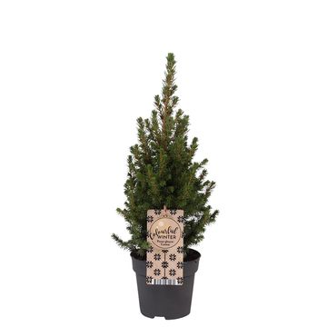 Picea glauca 'Коника'