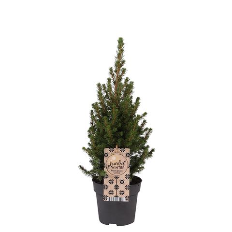 Picea glauca 'Коника'