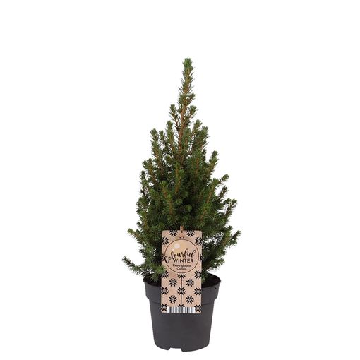 Picea glauca 'Коника'