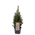 Picea glauca 'Коника'