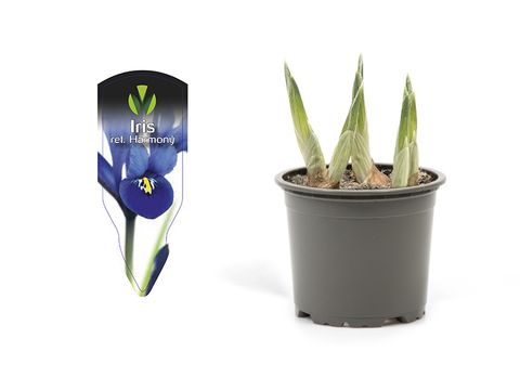 Iris reticulata 'Harmony'