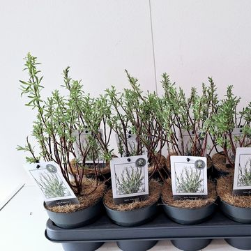 Salix rosmarinifolia