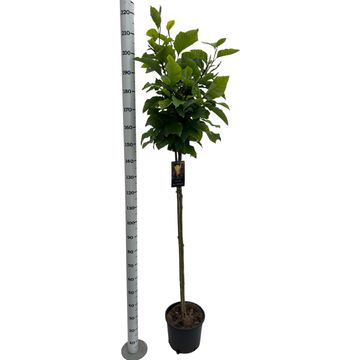 Magnolia 'Butterflies'