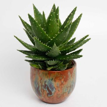 Aloe mitriformis