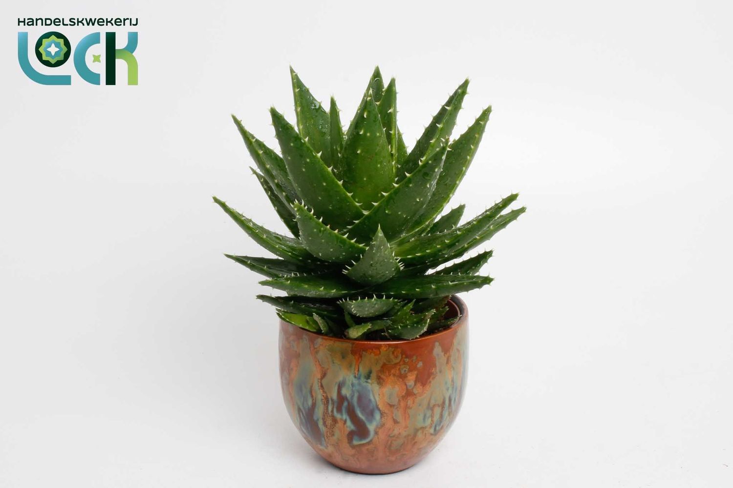 aloe vera s Aloe vera – Jardineries Botanix