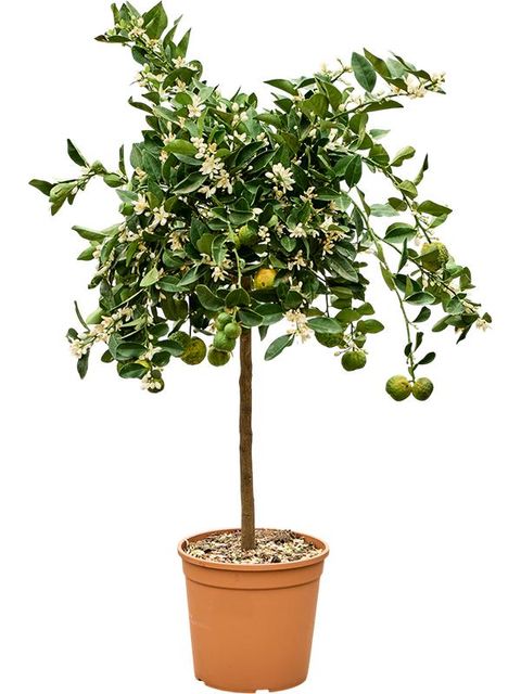 Citrus limetta 'Pursha'