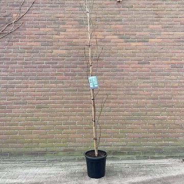 Liquidambar styraciflua 'Slender Silhouette'