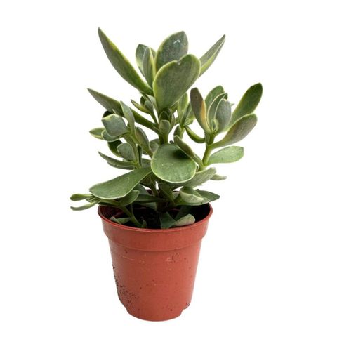 Crassula ovata 'Variegata'