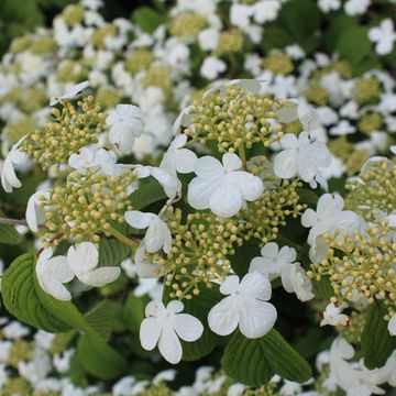Viburnum plicatum 'Watanabe'