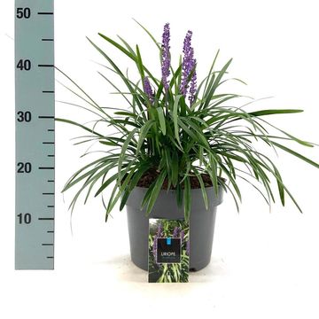 Liriope muscari 'Royal Purple'