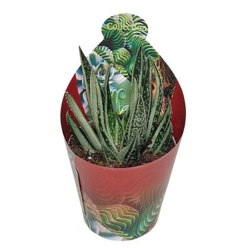 x Gasteraloe 'Spirit of 88'