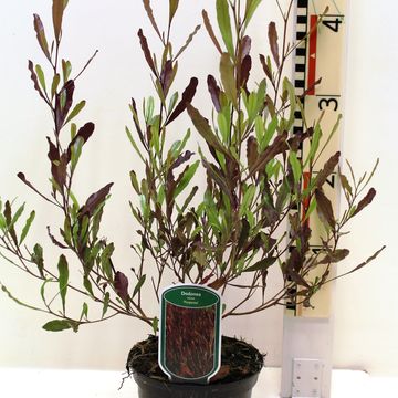 Dodonaea viscosa 'Purpurea'