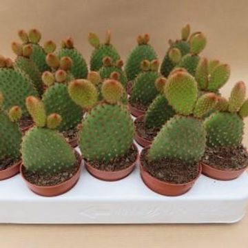 Opuntia microdasys