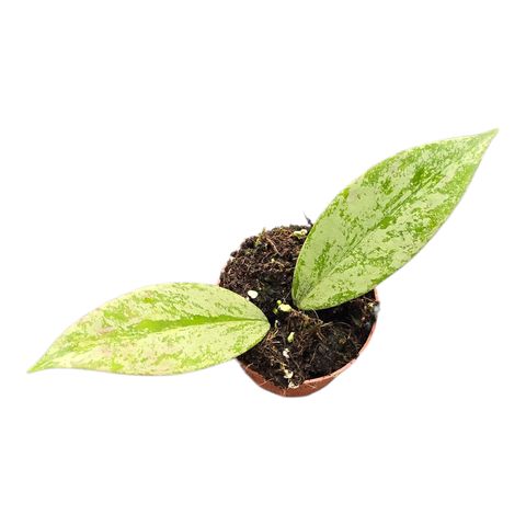 Hoya pubicalyx 'Splash'
