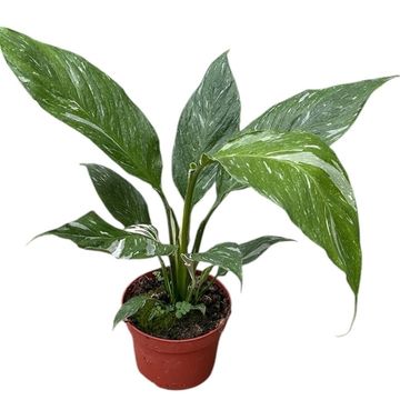 Spathiphyllum DIAMOND