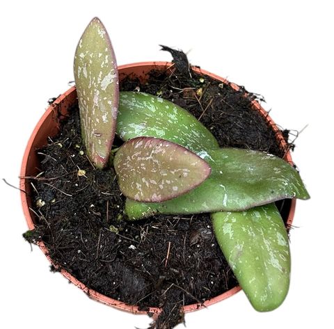 Hoya sigillatis 'Silver'