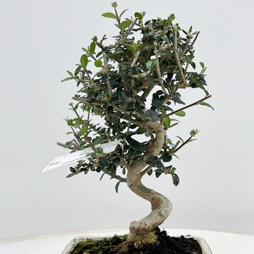 Olea europaea sylvestris