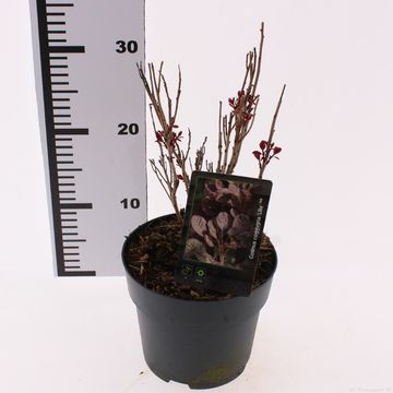 Cotinus coggygria 'Lilla'