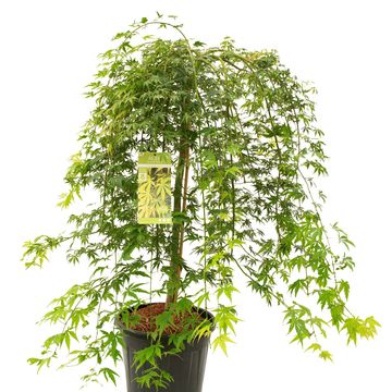 Acer palmatum CASCADE EMERALD