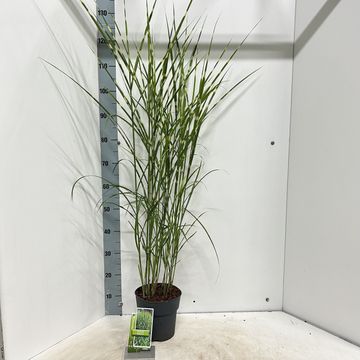 Miscanthus sinensis 'Strictus'
