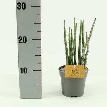 Kleinia stapeliiformis