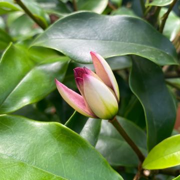 Magnolia figo 'Stellar Ruby'