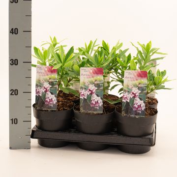 Daphne odora 'Aureomarginata'