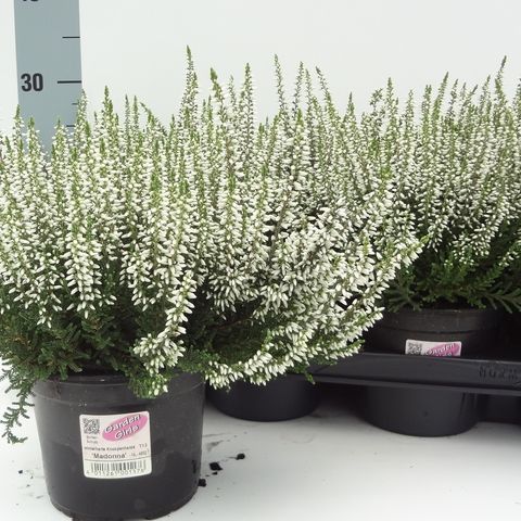 Calluna vulgaris GARDEN GIRLS MADONNA