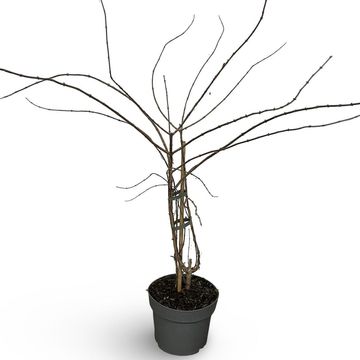 Kolkwitzia amabilis 'Pink Cloud'