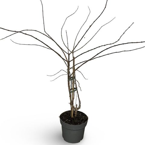 Kolkwitzia amabilis 'Pink Cloud'