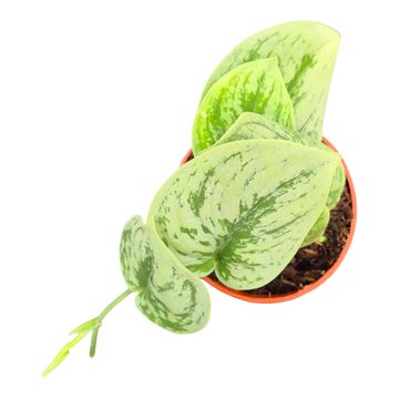 Scindapsus 'Nangga Seni'