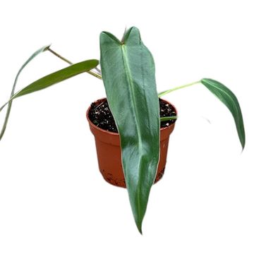 Philodendron spiritus-sancti