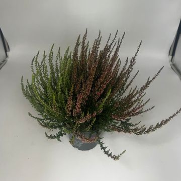 Calluna vulgaris GARDEN GIRLS MIX IN POT TWIN