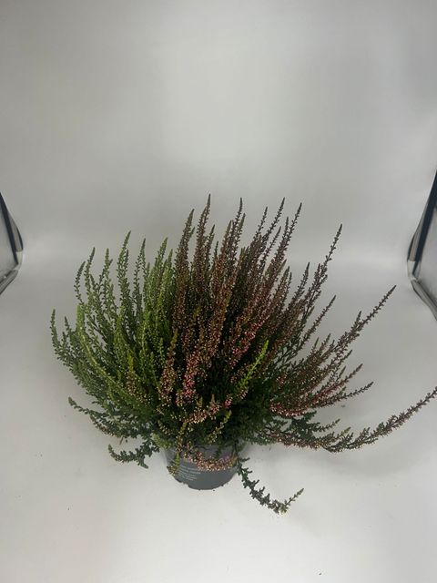 Calluna vulgaris GARDEN GIRLS MIX IN POT TWIN