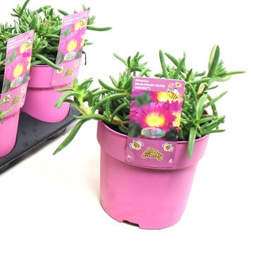 Delosperma 'Solstice Pink'
