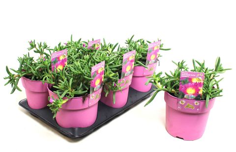 Delosperma 'Solstice Pink'