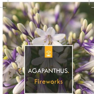Agapanthus FIREWORKS