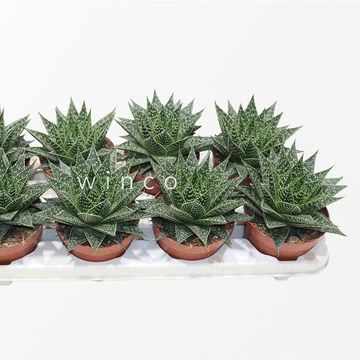 Aloe 'Norra'