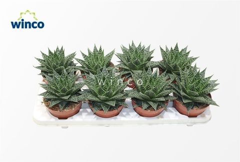 Aloe 'Norra'