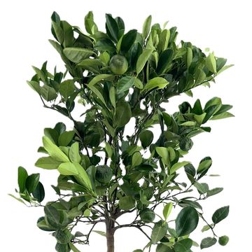 Citrus limetta 'Pursha'