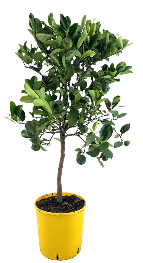 Citrus limetta 'Pursha'