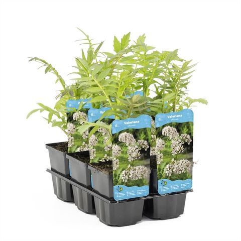 Valeriana officinalis