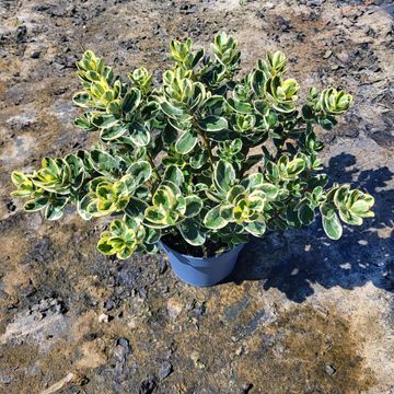 Hebe 'Delphine'